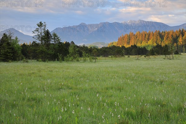 Common cottongrasses