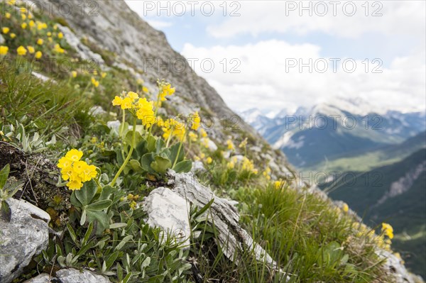 Yellow flowers in the wild on a slope