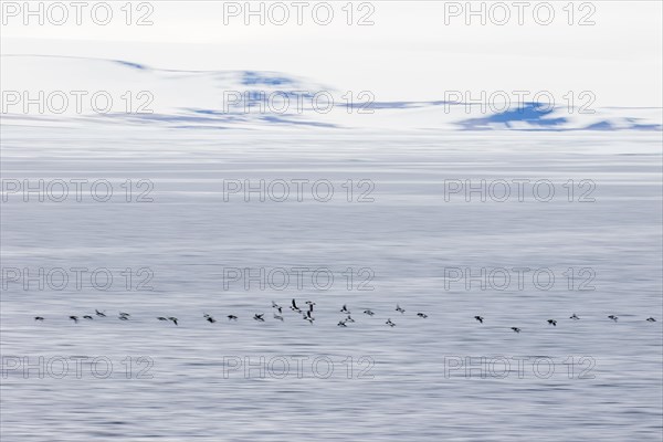 Thick-billed murres