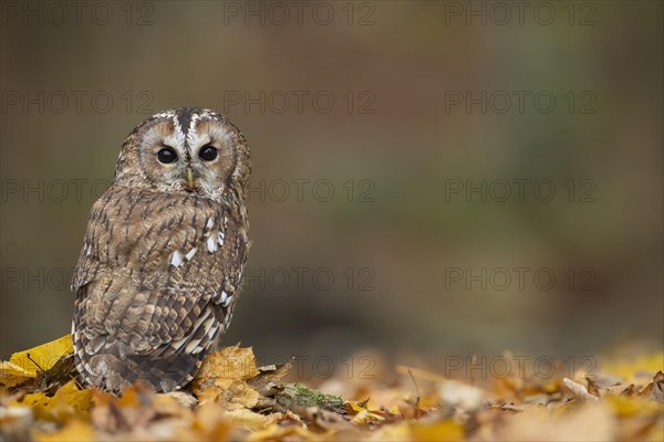 Tawny owl