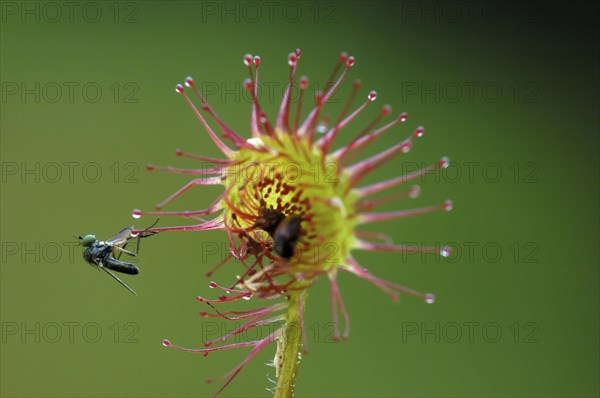 Common sundew