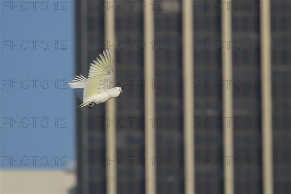 Sulphur-crested cockatoo