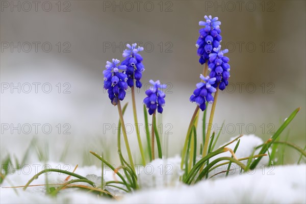 Grape hyacinth