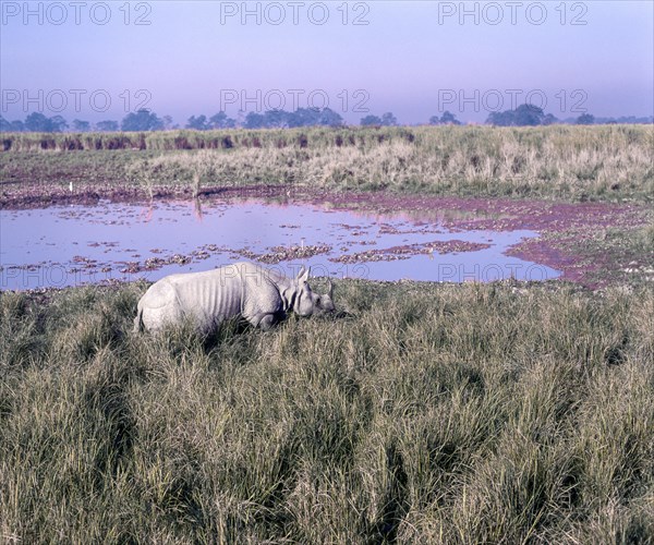 Great Indian one horned Rhinoceros