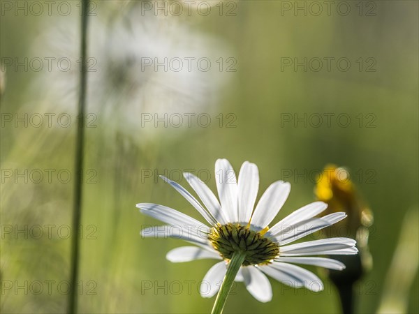 Marguerite