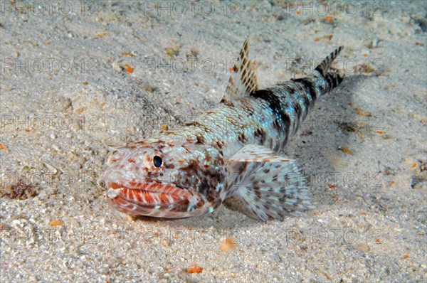 Lizardfish