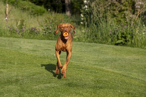 Young Vizsla male