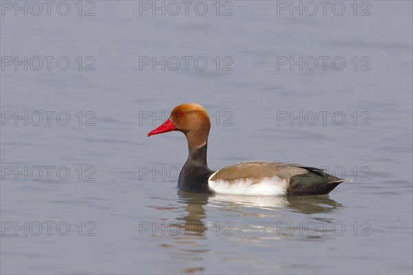 Red-crested Pochard