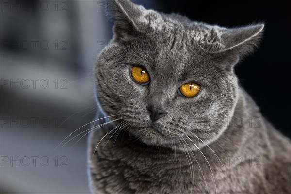 Grey Carthusian cat with yellow eyes