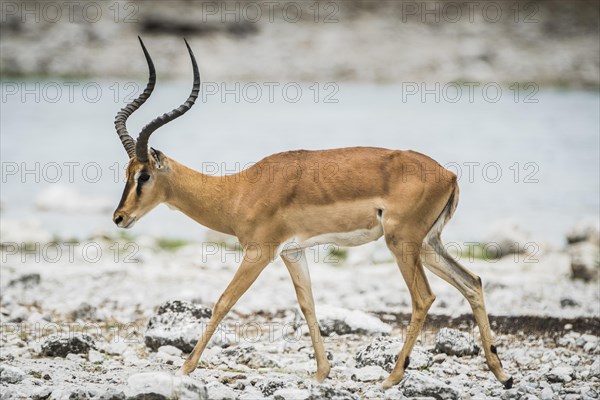 Black-faced impala