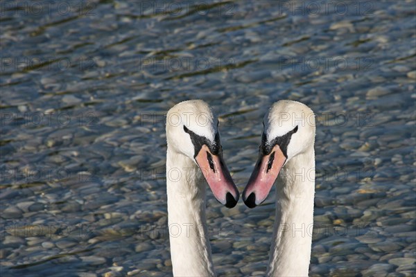 Double swan