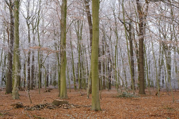 Deciduous forest with hoarfrost