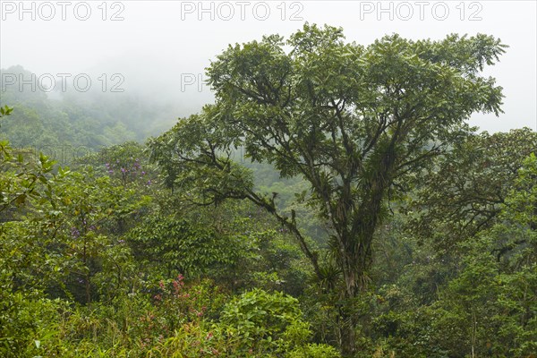 Baum mit Epiphyten im Nebelwald