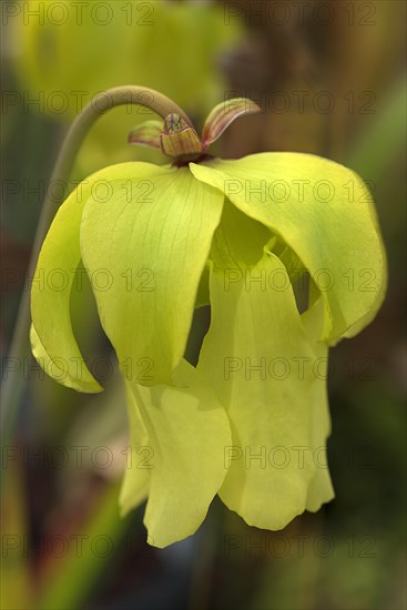 Yellow flower of a pale tube plant