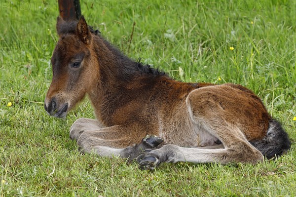 Young Icelandic horse