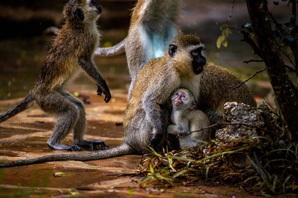 Vervet monkey