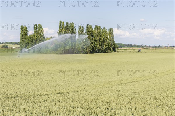 Wheat field in spring in plain. Alsace