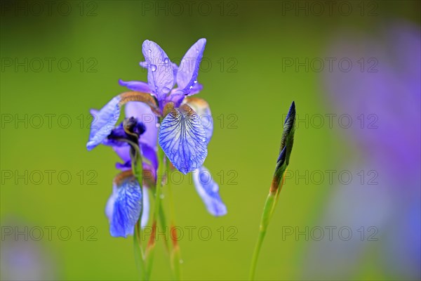 Siberian iris