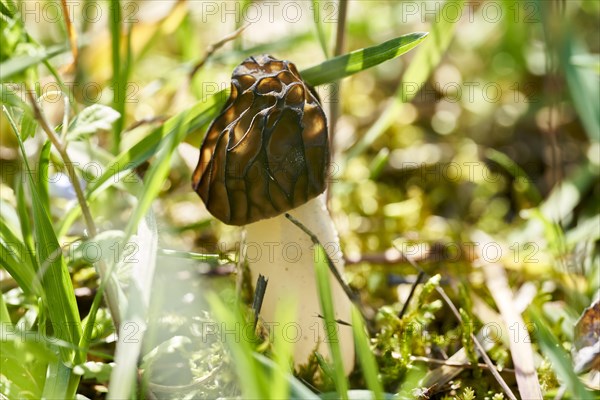 Half-free morel