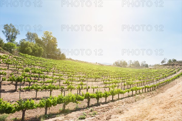 Beautiful wine grape vineyard farm in the afternoon sun