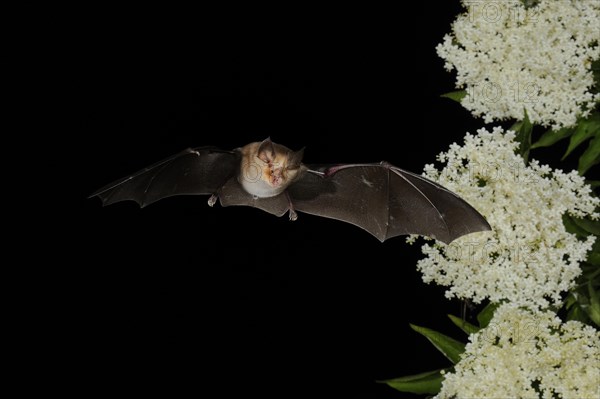 Lesser horseshoe bat