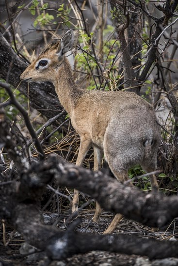 Kirk dikdik or kirk's dik-dik