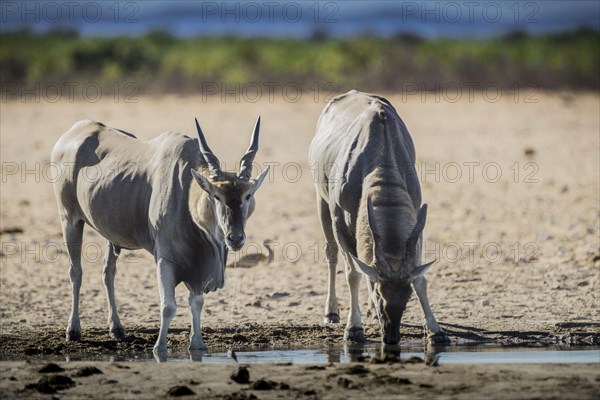 Common eland