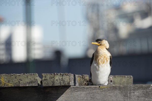 Little pied cormorant