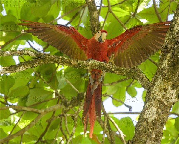 Scarlet macaw