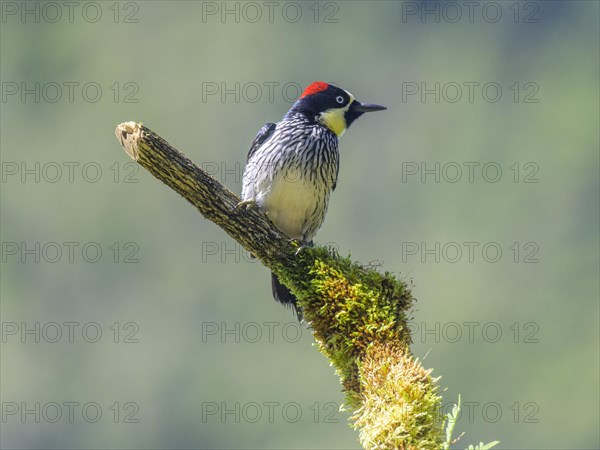 Golden-naped woodpecker