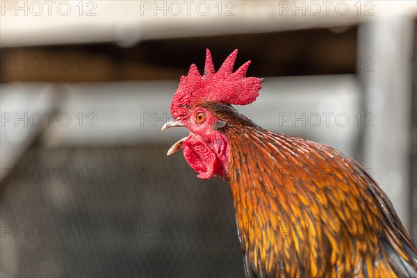 Portrait of a Rooster crowing in a farmyard. Educational Farm