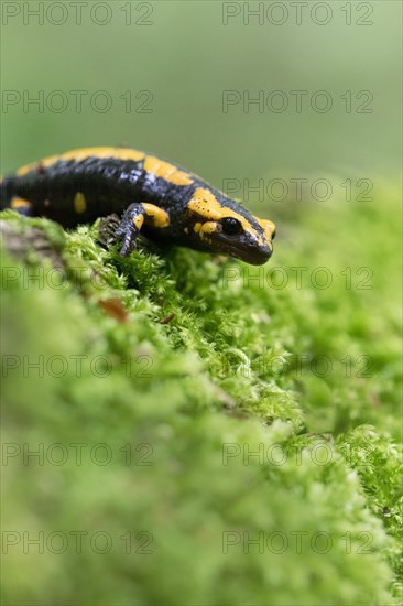 Feuersalamander