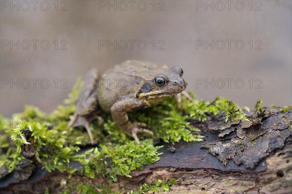 Grasfrosch