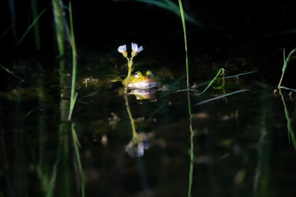 Kleiner Wasserfrosch