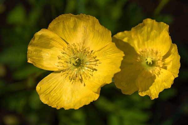 Yellow Iceland poppy