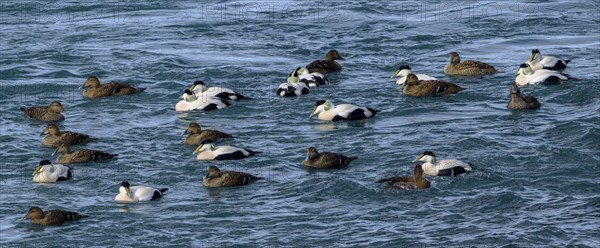 Common eider