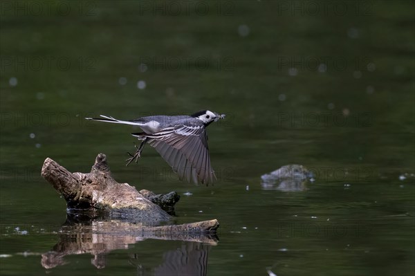 Pied Wagtail