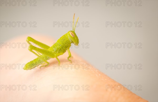 Small green grasshopper close-up resting on hand