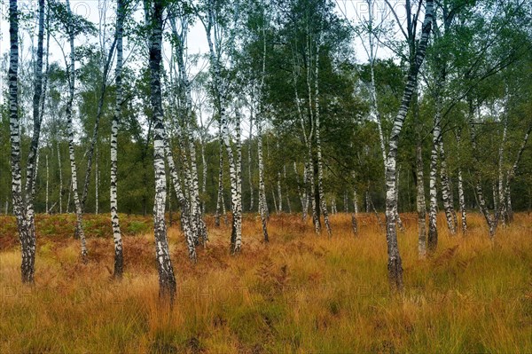 Warty birch