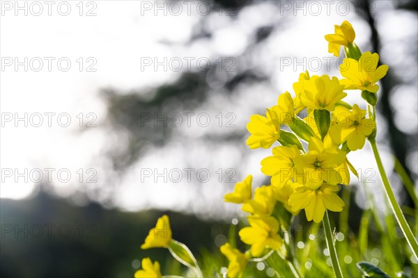 Yellow flowers in the fields in Spring