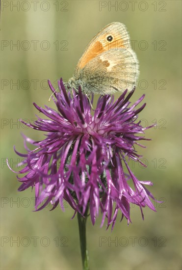 Meadow brown