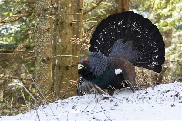 Western capercaillie