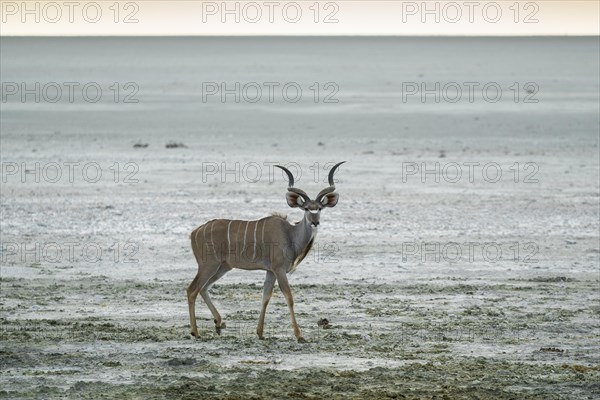 Greater kudu