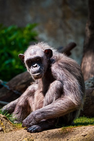 Portrait of a chimpanzee monkey ape from Africa in jungle tropical rainforest