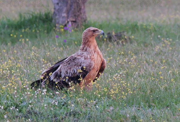 Kaiseradler