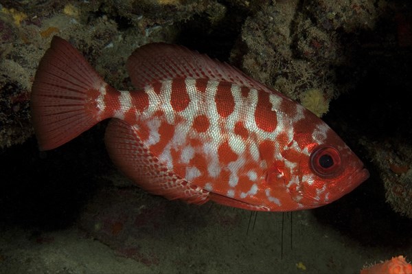 Glasseye Snapper