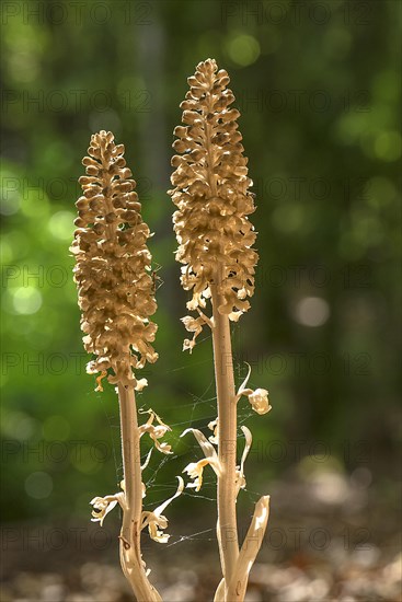 Bird's-nest orchid