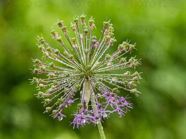 Flowering ornamental leek