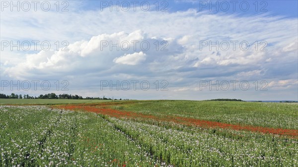 Field with Waldviertel grey poppy