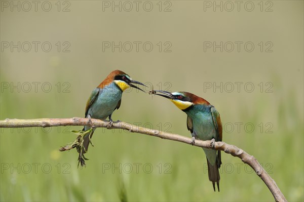 European bee-eater